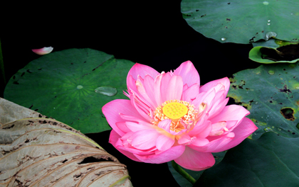 Vẻ tinh khôi của hoa sen